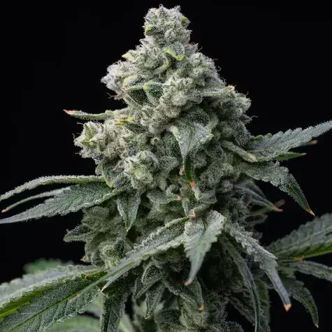 Bruce Banner feminizada de Barney's Farm