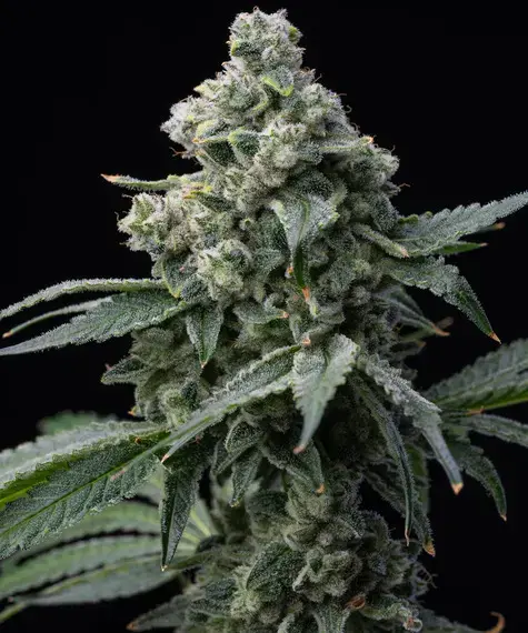 Bruce Banner feminizada de Barney's Farm