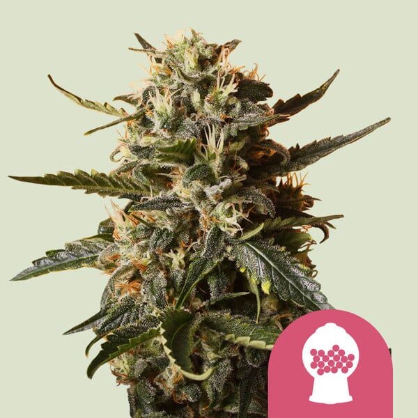 Bubble Gum XL feminizada de Royal Queen Seeds