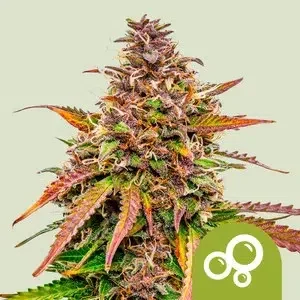 Bubble Kush Auto de Royal Queen Seeds