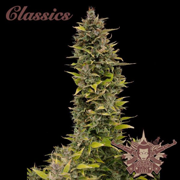 Buddha AK feminizada de Buddha Seeds