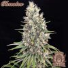 Buddha Amnesia feminizada de Buddha Seeds