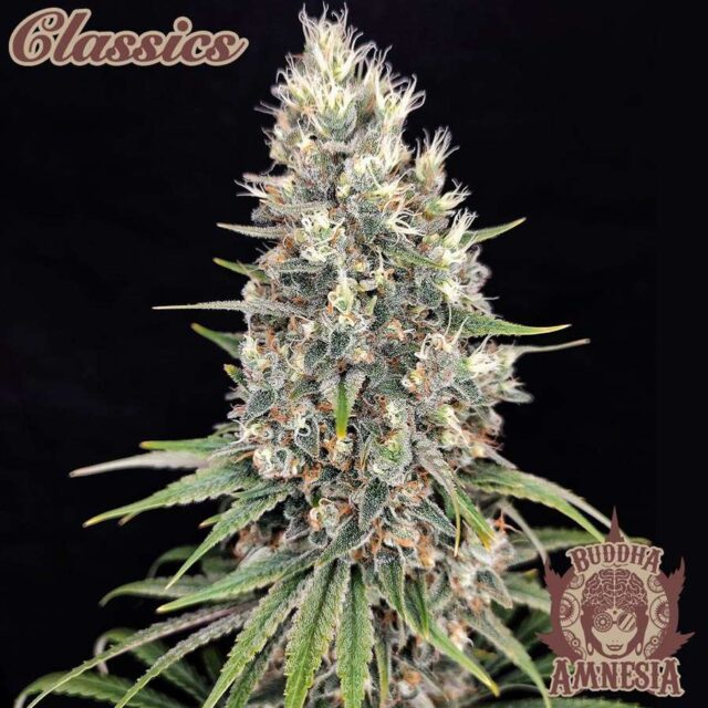 Buddha Amnesia feminizada de Buddha Seeds