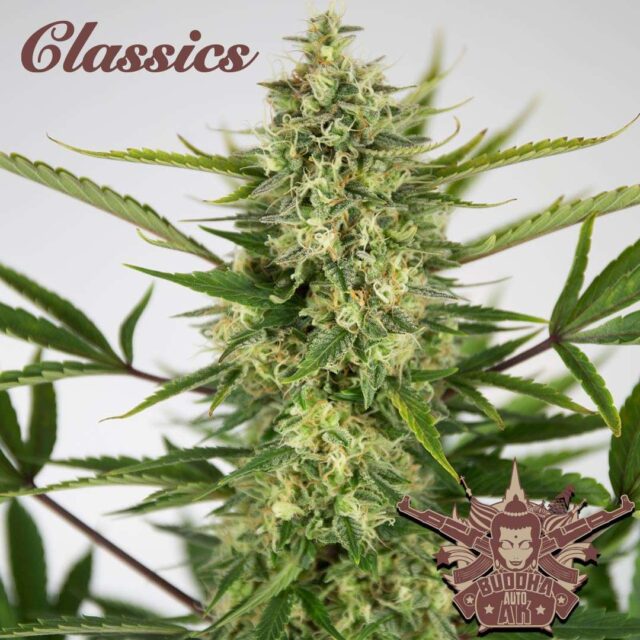 Buddha Auto AK feminizada de Buddha Seeds