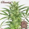 Buddha Auto Amnesia de Buddha Seeds