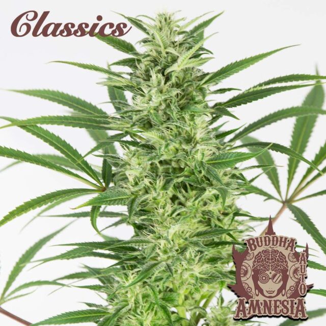 Buddha Auto Amnesia de Buddha Seeds