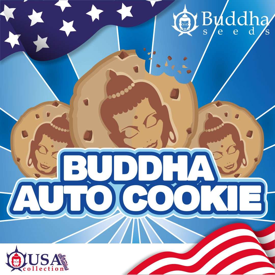 Buddha Auto Cookie de Buddha Seeds