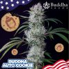 Buddha Auto Cookie de Buddha Seeds