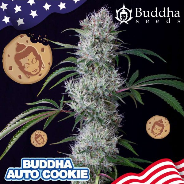 Buddha Auto Cookie de Buddha Seeds