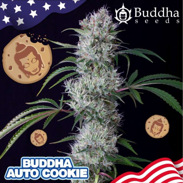 Buddha Auto Cookie de Buddha Seeds