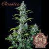 Buddha Auto Critical de Buddha Seeds