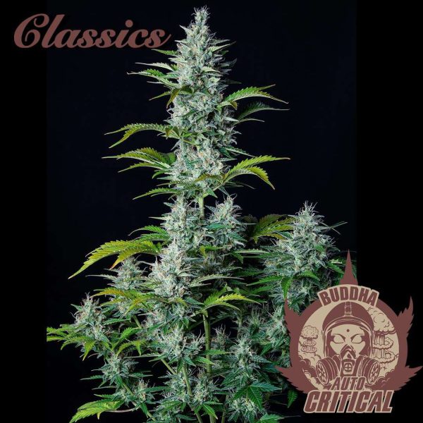 Buddha Auto Critical de Buddha Seeds