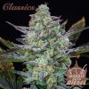 Buddha Auto Diesel de Buddha Seeds