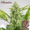 Buddha Auto Skunk de Buddha Seeds