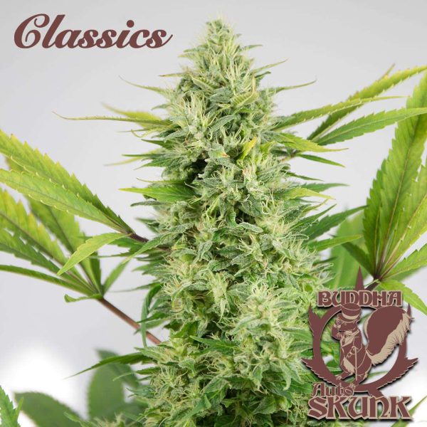 Buddha Auto Skunk de Buddha Seeds