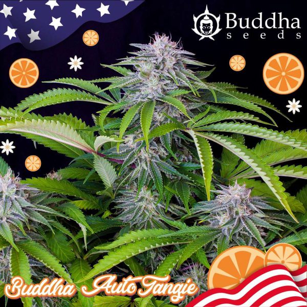 Buddha Auto Tangie de Buddha Seeds