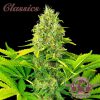 Buddha Auto White Widow de Buddha Seeds