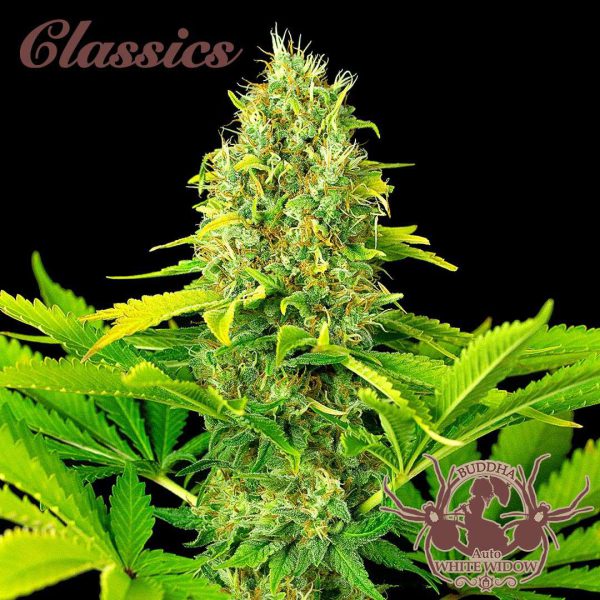 Buddha Auto White Widow de Buddha Seeds