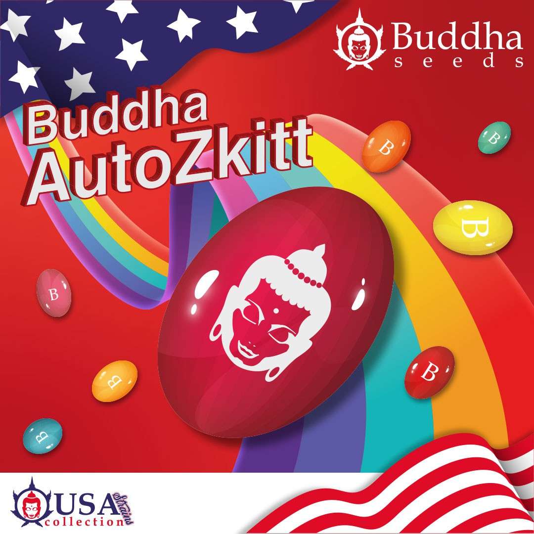 Buddha Auto Zkitt de Buddha Seeds