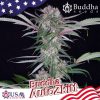 Buddha Auto Zkitt de Buddha Seeds