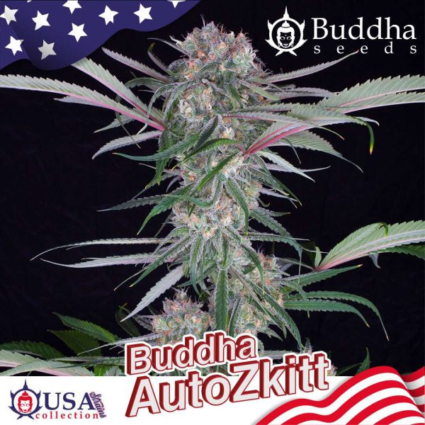 Buddha Auto Zkitt de Buddha Seeds