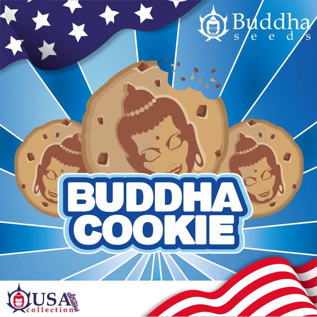 Buddha Cookie feminizada de Buddha Seeds
