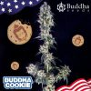 Buddha Cookie feminizada de Buddha Seeds