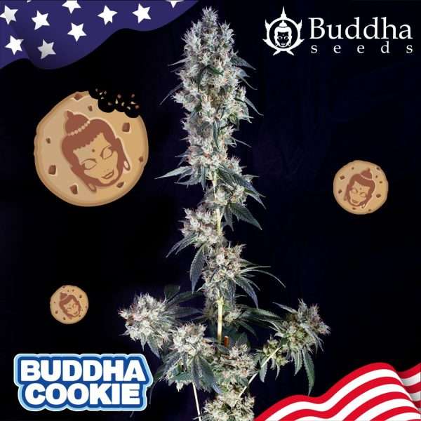 Buddha Cookie feminizada de Buddha Seeds