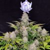 Buddha Critical feminizada de Buddha Seeds
