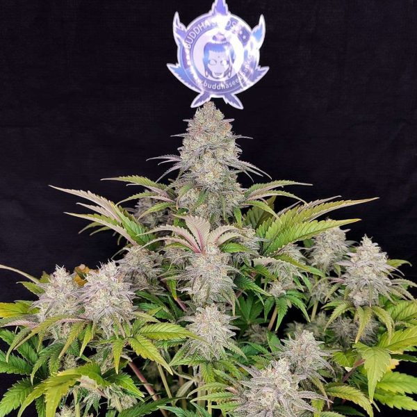 Buddha Critical feminizada de Buddha Seeds