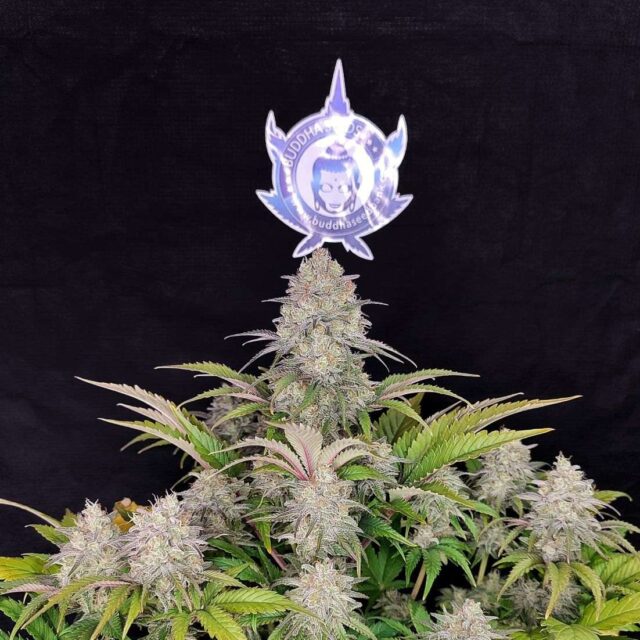 Buddha Critical feminizada de Buddha Seeds