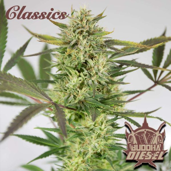 Buddha Diesel feminizada de Buddha Seeds