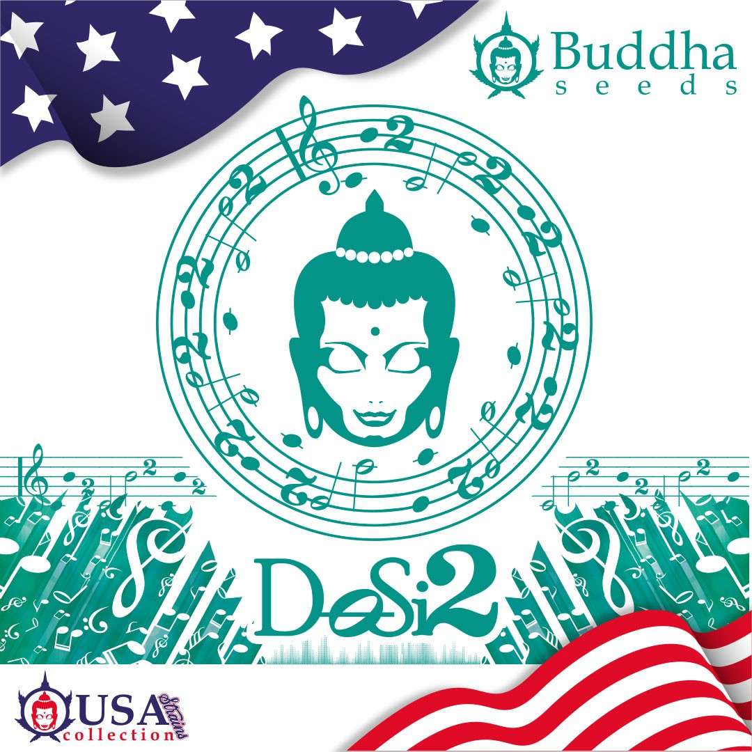 Buddha Dosi2 feminizada de Buddha Seeds