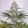 Buddha Dosi2 feminizada de Buddha Seeds