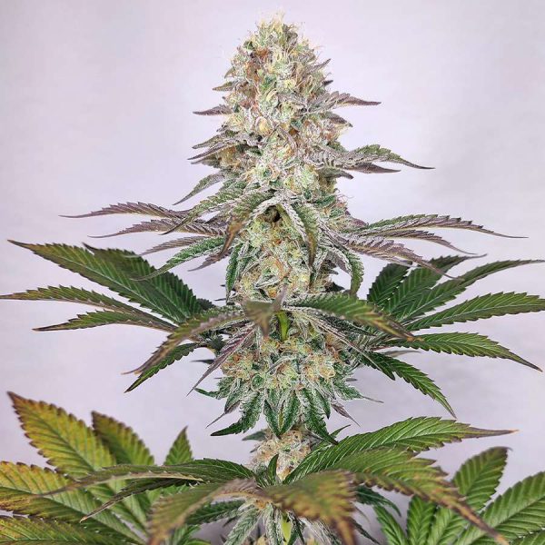 Buddha Dosi2 feminizada de Buddha Seeds