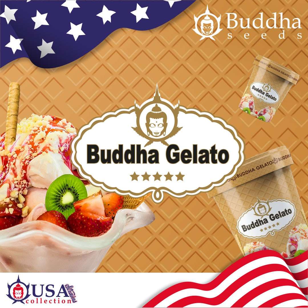 Buddha Gelato feminizada de Buddha Seeds