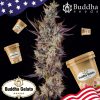 Buddha Gelato feminizada de Buddha Seeds