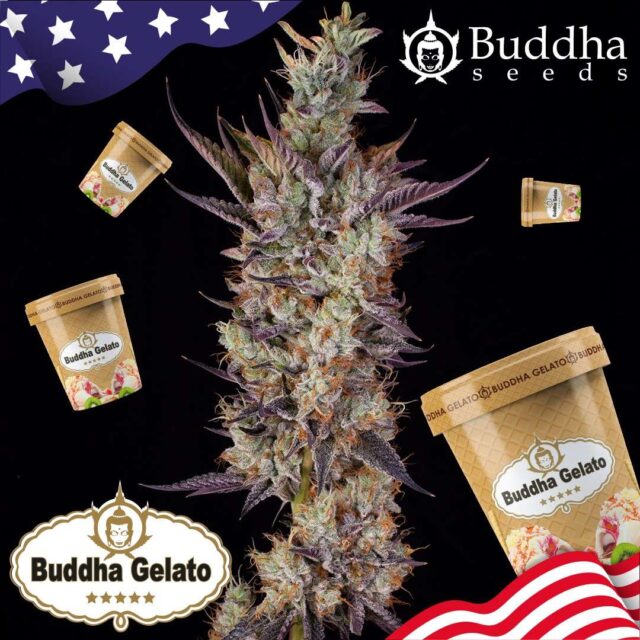 Buddha Gelato feminizada de Buddha Seeds
