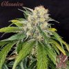 Buddha Skunk feminizada de Buddha Seeds