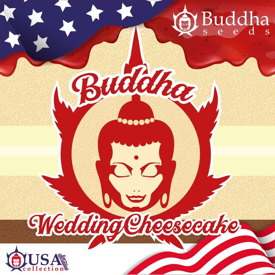 Buddha Wedding Cheesecake feminizada de Buddha Seeds