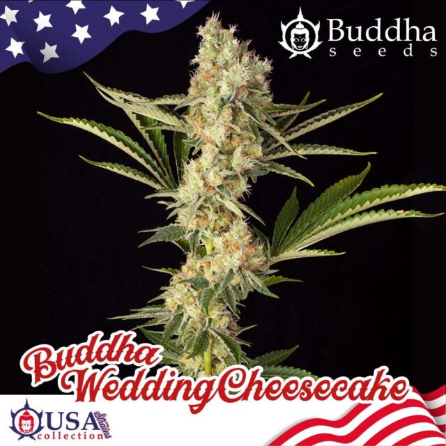 Buddha Wedding Cheesecake feminizada de Buddha Seeds