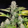 Buddha White Widow feminizada de Buddha Seeds