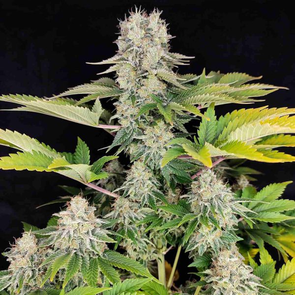 Buddha White Widow feminizada de Buddha Seeds