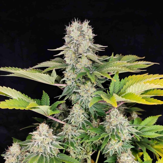 Buddha White Widow feminizada de Buddha Seeds