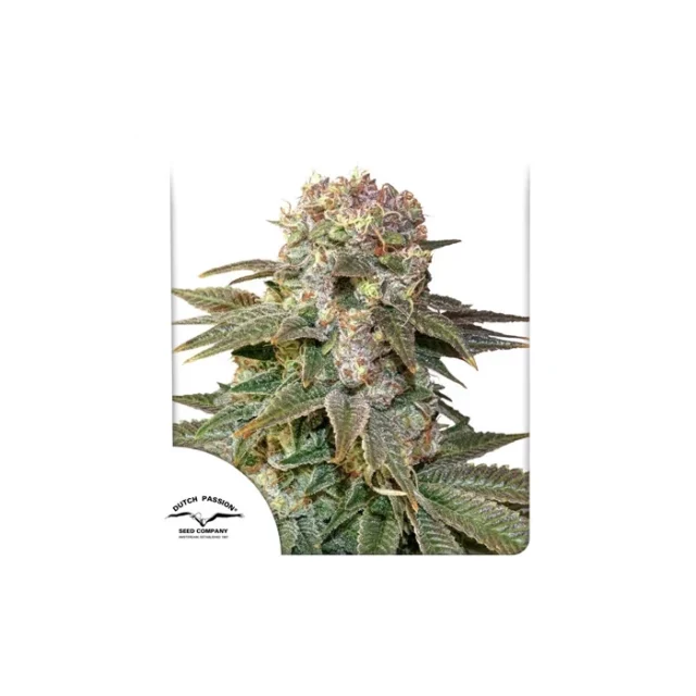 C-Vibez feminizada de Dutch Passion