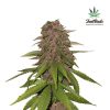 C4 Auto de FastBuds