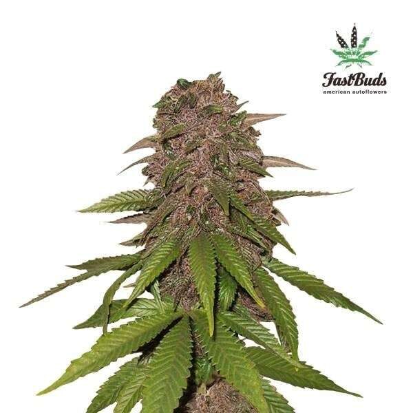 C4 Auto de FastBuds