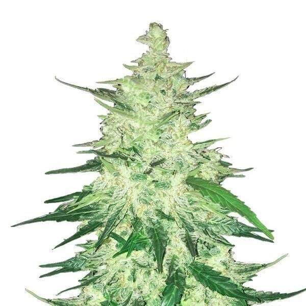 CBD Auto 1:1 Auto de FastBuds (antiguamente CBD Crack)