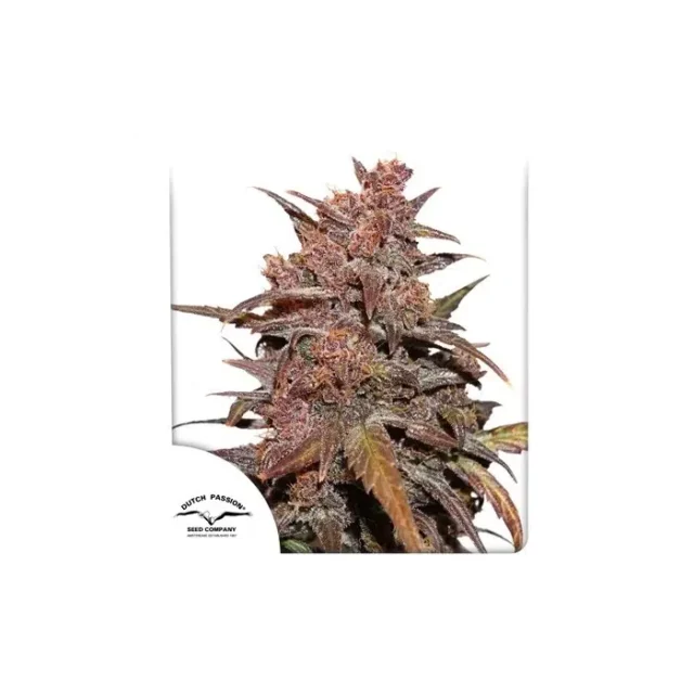 CBD Auto Blackberry Kush de Dutch Passion