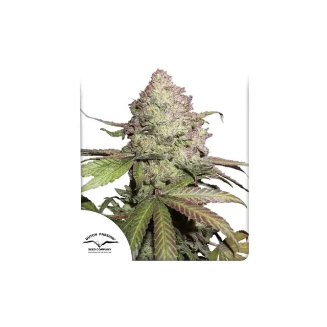 CBD Auto Charlotte's Angel de Dutch Passion